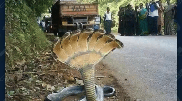 7 Headed snake