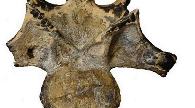 Crazy Meat Eating dinosaur set up in classic Fossil found in Egypt - Sahara desert