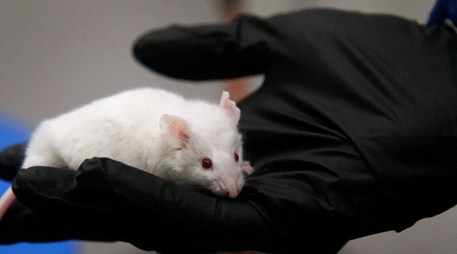 Scientists reduces the age of a mice, Is it reverse aging possible in humans now ?